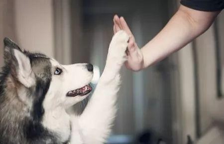 有必要给狗狗打狂犬疫苗吗？宠物疫苗常见误区