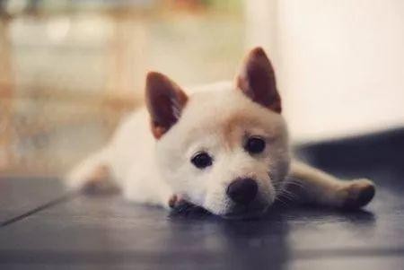 有必要给狗狗打狂犬疫苗吗？宠物疫苗常见误区