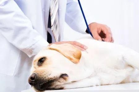 有必要给狗狗打狂犬疫苗吗？宠物疫苗常见误区