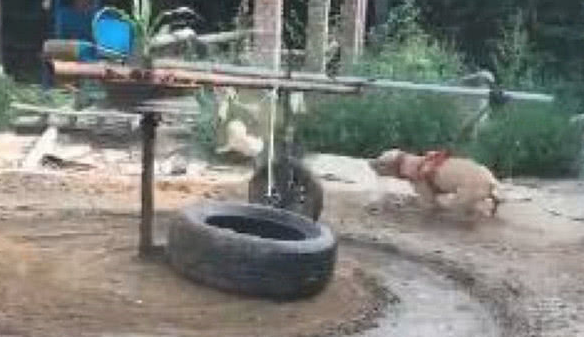 小伙为让狗狗增强抵抗力，竟想到那样的方法，他却在一边笑喷了！