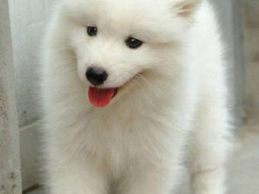汪星人萨摩耶犬