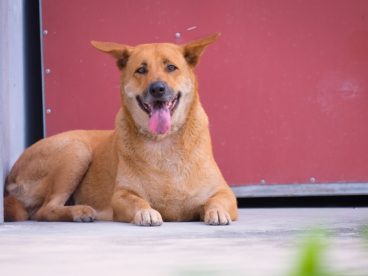 趴在地上的柴犬狗狗图片