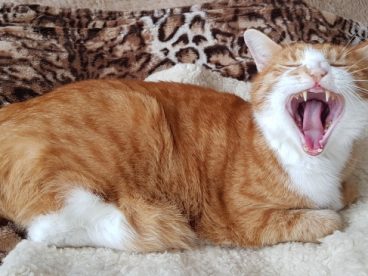 猫打呵欠可爱图片