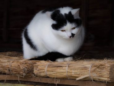 胖猫图片