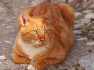 趴在地上懒洋洋的花猫图片