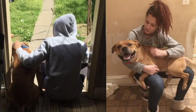 狗狗走失，2年后被同一位主人领养，缘分妙不可言
