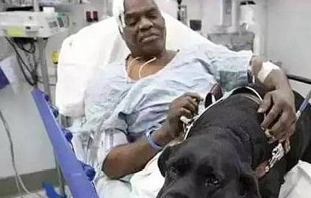 导盲犬舍命救主，主人却不得不将导盲犬“抛弃”