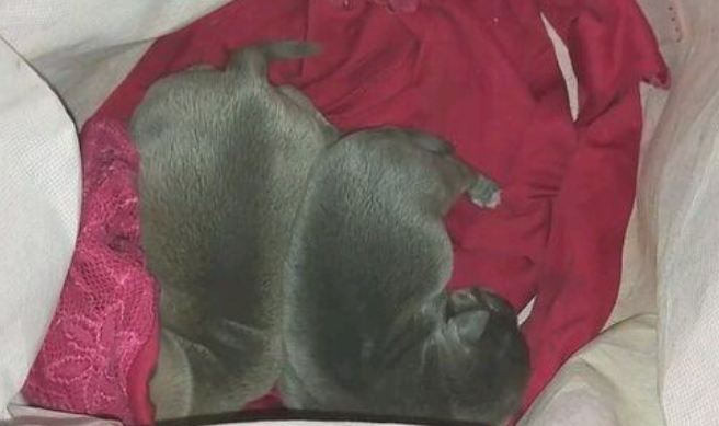 小奶狗失去了妈妈，还未断奶后就沦落街边，样子可怜看着心里难受