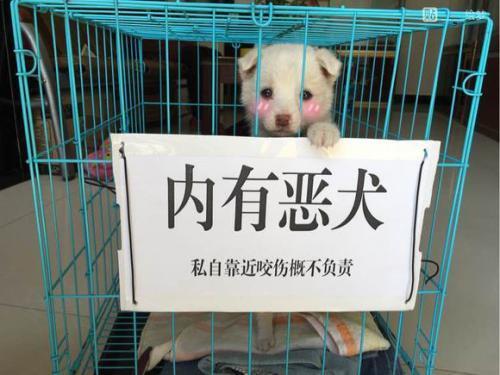 院内贴有“内有猛犬”字样，靠近看清后：这不是欺负老实人嘛