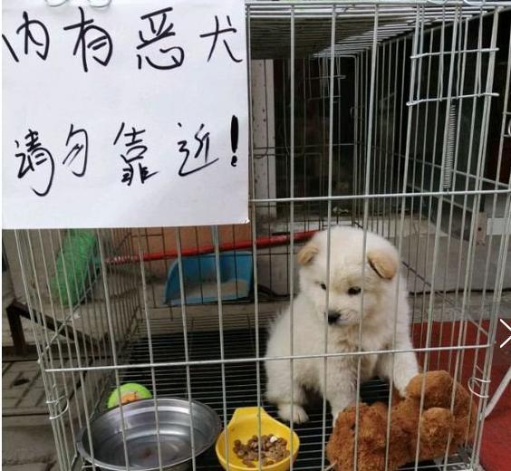 院内贴有“内有猛犬”字样，靠近看清后：这不是欺负老实人嘛