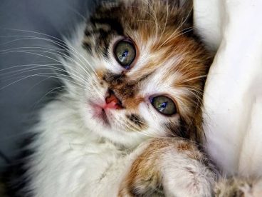 猫的眼睛