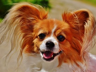 蝴蝶犬可爱图片