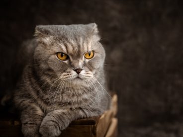 苏格兰折耳猫写真摄影图片
