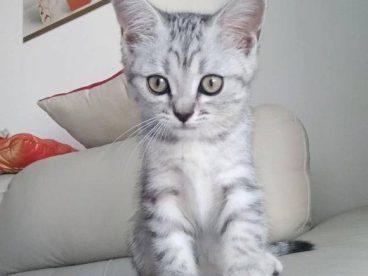 4个月美国短尾猫，有喜欢的吗