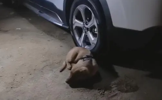 小主人车上睡觉，小金毛死守车旁不愿离开，狗狗：主人，快去快回