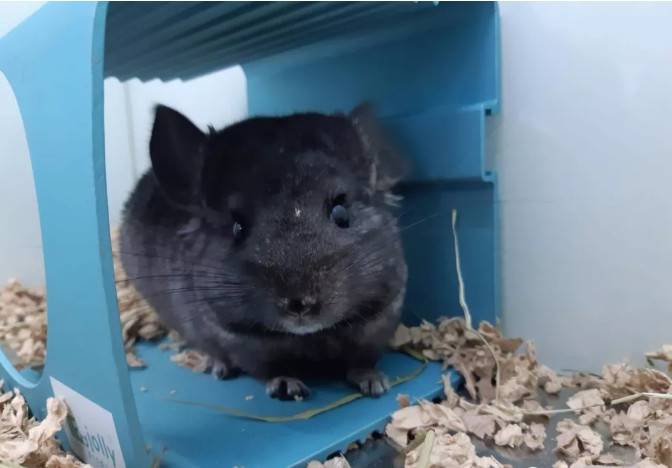 纯黑龙猫Homozygous Ebony Chinchilla，带有两对黑色对偶基因的龙猫被称为Homozygous Ebony（纯黑色），它们完全不带其它颜色的杂毛，黑到连眼睛都找不到在哪里，而毛质有明显的闪亮的光泽。纯黑色比全黑色珍贵很多，而Charoal则是另一纯黑的称呼，解作黑炭色，同是很黑的龙猫的名称，和纯黑相似，但明显分别是黑炭的毛没有明显的闪亮的光泽。