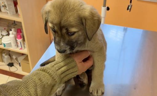 深山偶遇小流浪狗，为求收留跟人十几公里，怎么赶都不离开