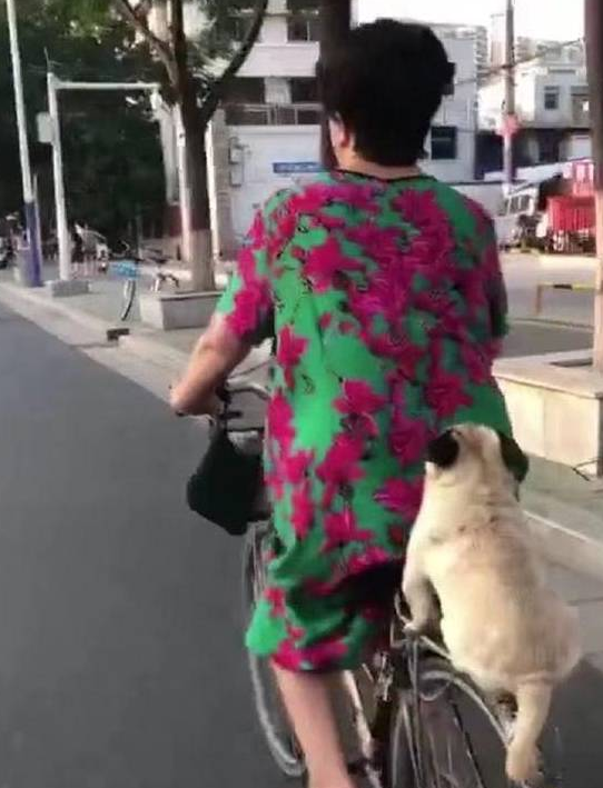 你家狗狗喜欢坐后座吗？这只巴哥犬的表现，萌炸了！