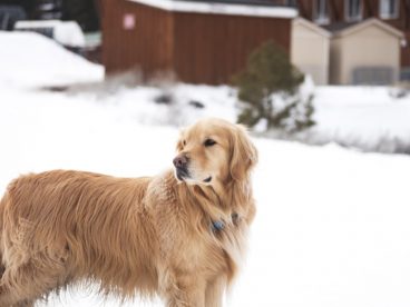 雪地金毛寻回犬图片