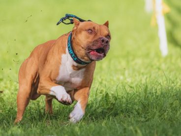 斯塔福犬图片