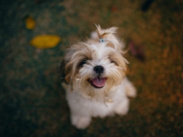 白色西施犬图片