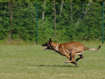 比利时牧羊犬图片