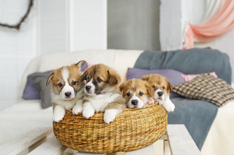 卡南犬:您的理想宠物