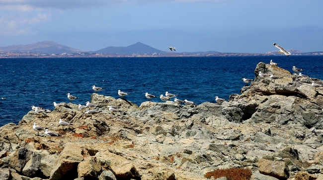 蓝色海岸成群结队海鸥摄影图片