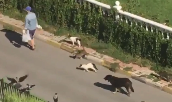 出门被猫狗和鸟包围，在逃迪士尼公主？