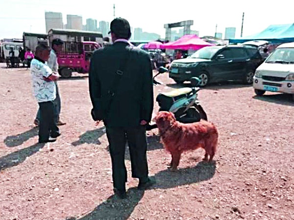 金毛犬卖300，都没人要，老人有些哽咽，但却遭到众人鄙视！