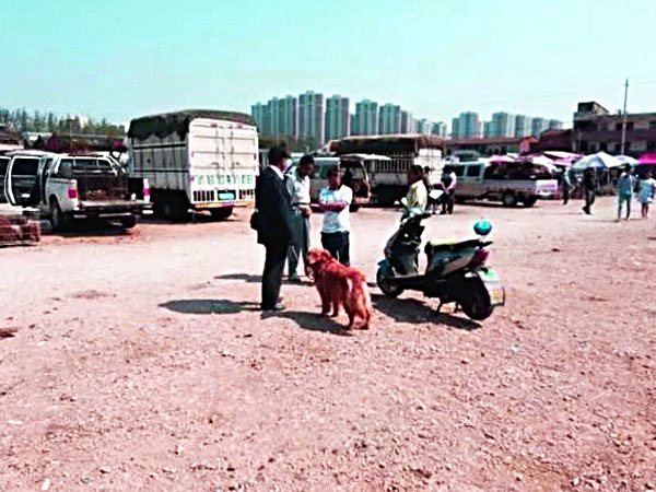 金毛犬卖300，都没人要，老人有些哽咽，但却遭到众人鄙视！