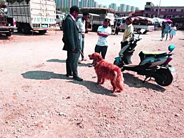 金毛犬卖300，都没人要，老人有些哽咽，但却遭到众人鄙视！