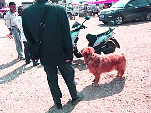金毛犬卖300，都没人要，老人有些哽咽，但却遭到众人鄙视！