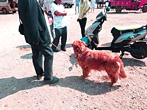 金毛犬卖300，都没人要，老人有些哽咽，但却遭到众人鄙视！