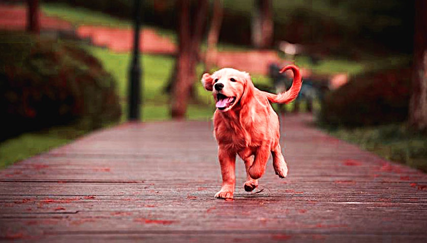 金毛犬卖300，都没人要，老人有些哽咽，但却遭到众人鄙视！