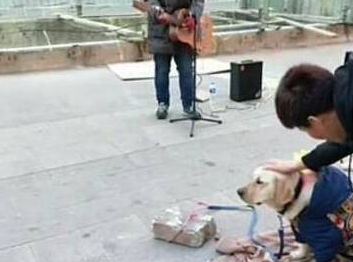 狗狗帮主人去捡垃圾赚钱，和主人讨钱时很配合主人！真的好乖！