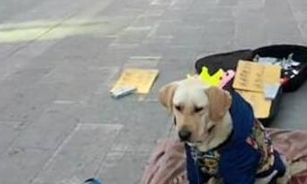 狗狗帮主人去捡垃圾赚钱，和主人讨钱时很配合主人！真的好乖！