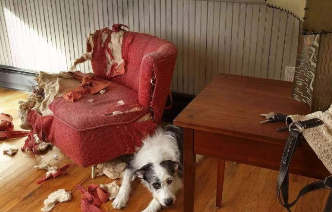 主人不在家宠物犬都忙啥？无非这5件事，铲屎官：最后一个好贴心
