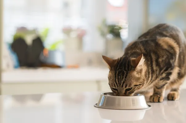 猫咪过敏症状与治疗:了解猫的过敏反应