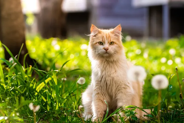 猫咪过敏症状与治疗:了解猫的过敏反应