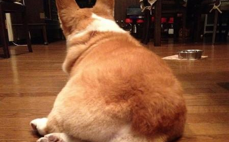无尾柯基犬很可爱？其实它想吐槽你很久了