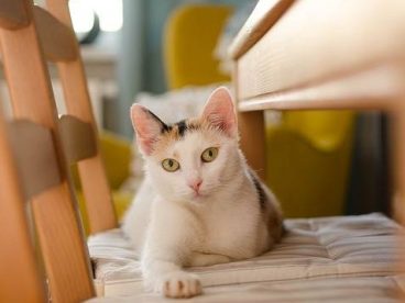 一只普通的猫