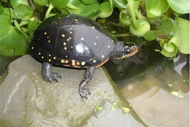 星点水龟身份信息
