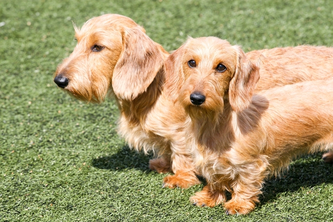 草地长毛腊肠犬图片