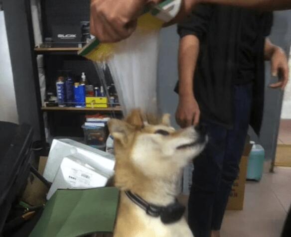 狗狗遇到粘鼠板了，把强力胶拉得老长都取不下来，最终剃变成秃头