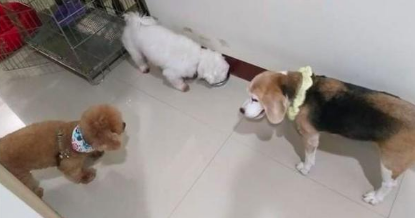 狗狗生病不可以站了,却仍然记住不可以随处排便,过世前还爬着上厕所