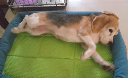 狗狗生病不可以站了,却仍然记住不可以随处排便,过世前还爬着上厕所