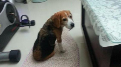 狗狗生病不可以站了，却仍然记住不可以随处排便，过世前还爬着上厕所
