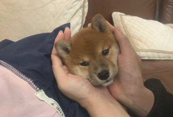 柴犬对主人的态度非常好，当网友脱掉鞋的那一瞬间，它离开