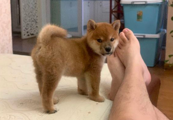 柴犬对主人的态度非常好，当网友脱掉鞋的那一瞬间，它离开